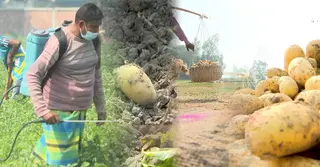 বগুড়ায় আলুর বাজারে দরপতন, হতাশায় কৃষক